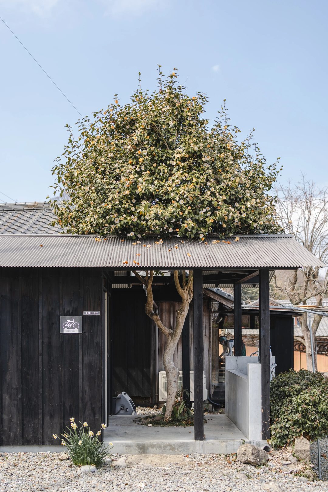 A camellia in bloom spilling over the roof of a dark timber shelter